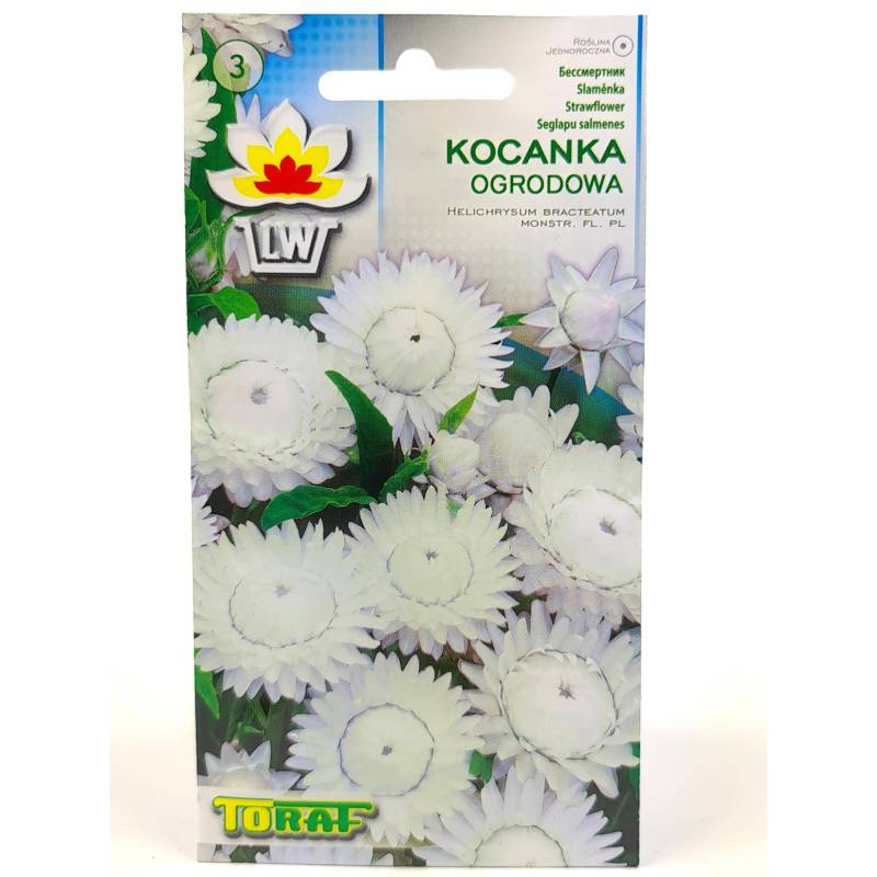 Toraf 0,5g Kocanka Ogrodowa Biała Nasiona kwiatów Roślina rabatowa Na kwiat cięty