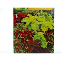 Toraf 0,2g Koleus Pokrzywka Rainbow Mixture Nasiona kwiatów Roślina jednoroczna Mieszanka kolorów