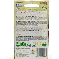 Toraf 0,2g Koleus Pokrzywka Rainbow Mixture Nasiona kwiatów Roślina jednoroczna Mieszanka kolorów