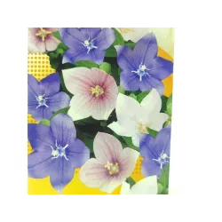 Toraf 0,2g Rozwar Platykodon Bylina Nasiona kwiatów na rabaty kwiat cięty