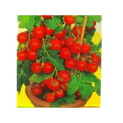 Toraf 0,5g Pomidor Gartenperle Czerwony Koktajlowy Nasiona warzyw odmiana gruntowa słodki soczysty