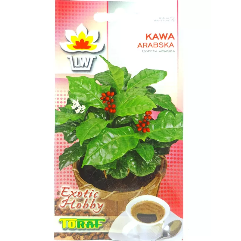 Toraf 6szt. Kawa Arabska Nasiona kawy roślina doniczkowa dekoracyjna kwitnąca
