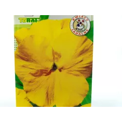 Toraf 0,2g Bratek żółty Nasiona roślina rabatowa balkonowa odporna na mróz