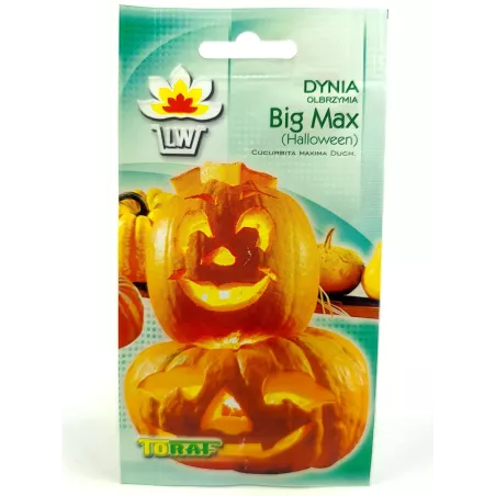 Toraf 4g Dynia Big Max Olbrzymia Nasiona Długie przechowywanie Halloween