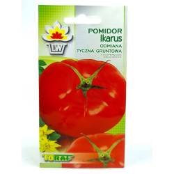 Toraf 0,5g Pomidor Ikarus Gruntowy Późny Nasiona warzyw duże owoce na surówki sałatki