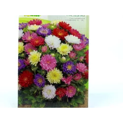 Toraf 0,5g Aster Pinokio Karłowy Nasiona niski różne kolory drobne kwiaty