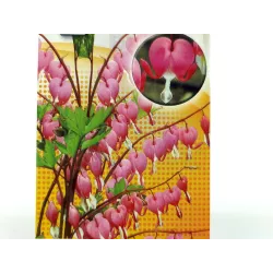 Toraf 5szt. Serduszka Okazałe Nasiona kwiatów wieloletnich kształt serca