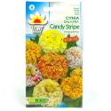 Toraf 1g Cynia daliowa Candy Stripe mix kolorów Nasiona kwiatów jednorocznych