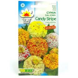 Toraf 1g Cynia daliowa Candy Stripe mix kolorów Nasiona kwiatów jednorocznych