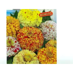 Toraf 1g Cynia daliowa Candy Stripe mix kolorów Nasiona kwiatów jednorocznych