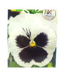 Toraf 0,2g Bratek biały z czarnym oczkiem Nasiona rabatki klomby rośliny balkonowe
