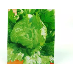 Toraf 1g Sałata Traper Lodowa Nasiona warzyw odmiana Głowiasta Krucha