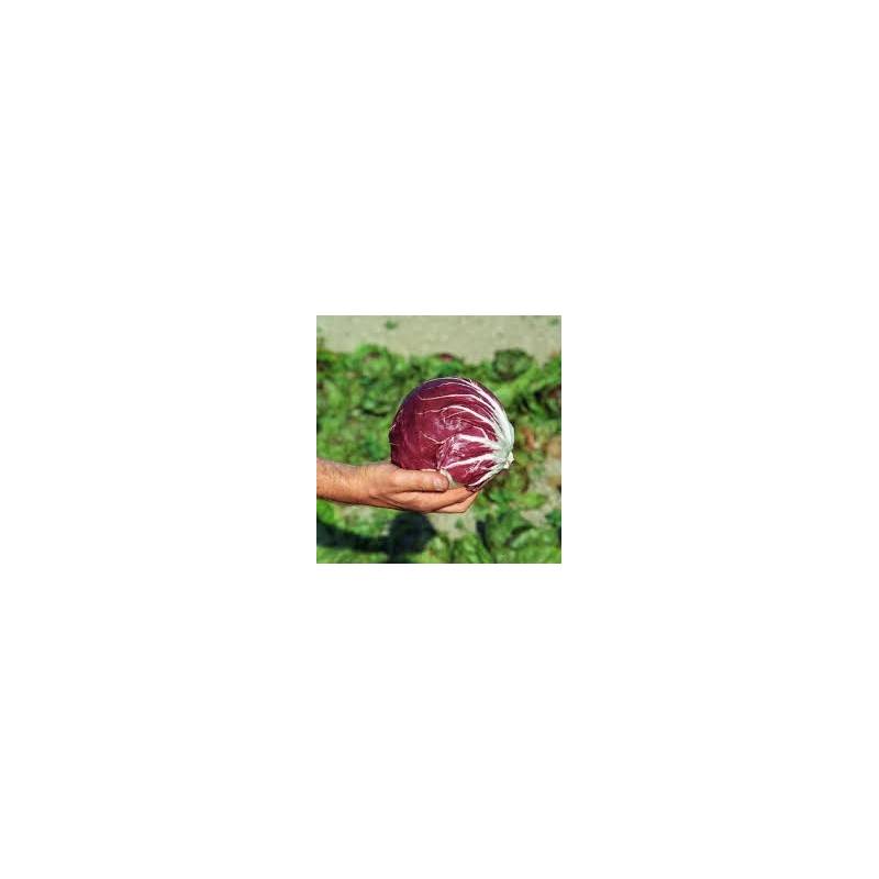 Torseed 2g Cykoria Liściowa Palla Rosa Czerwona Nasiona