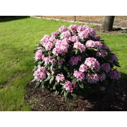 Ekodarpol 1 l + 20% gratis Biohumus Extra Nawóz Rododendron Różanecznik BIO