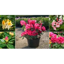 Ekodarpol 1 l + 20% gratis Biohumus Extra Nawóz Rododendron Różanecznik BIO