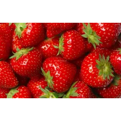 Ekodarpol 5 l Biohumus Extra Truskawka Nawóz BIO Poziomki Smaczne owoce