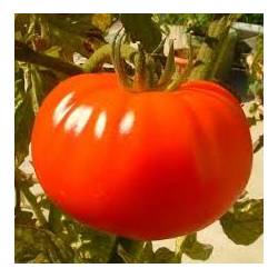 PNOS 1g Pomidor Gigant Gruntowy Duży Łatwy w uprawie Smaczny