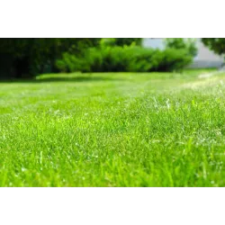 Plantator 5 kg Trawa Sportowa Boiskowa Intensywne użytkowanie Odporna Gęsta