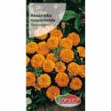 Torseed 1g Aksamitka Rozpierzchła Niska Petite Orange Nasiona Kwiatów