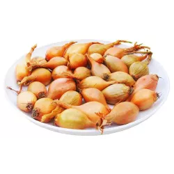 Cebula Dymka Wolska IV 0,5kg 20-25 mm Stara Odmiana Żółta