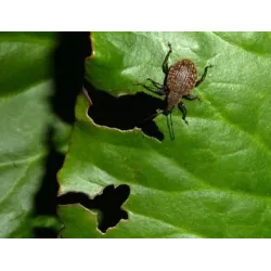 Sumin 20g Mospilan 20SP Woreczek wodnorozpuszczalny Środek owadobójczy Mszyce Stonki Biedronka azjatycka