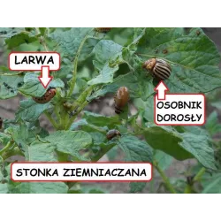 Sumin 20g Mospilan 20SP Woreczek wodnorozpuszczalny Środek owadobójczy Mszyce Stonki Biedronka azjatycka