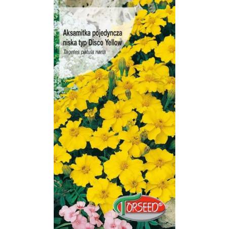Torseed 1g Aksamitka Pojedyncza Niska Typ Disco Yellow Żółta Nasiona Kwiatów