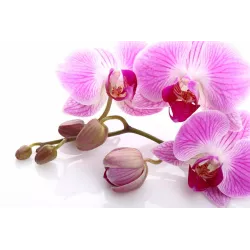 Ekodarpol 1 l Biohumus Extra do Storczyków epifitów Ekologiczny nawóz Płyn