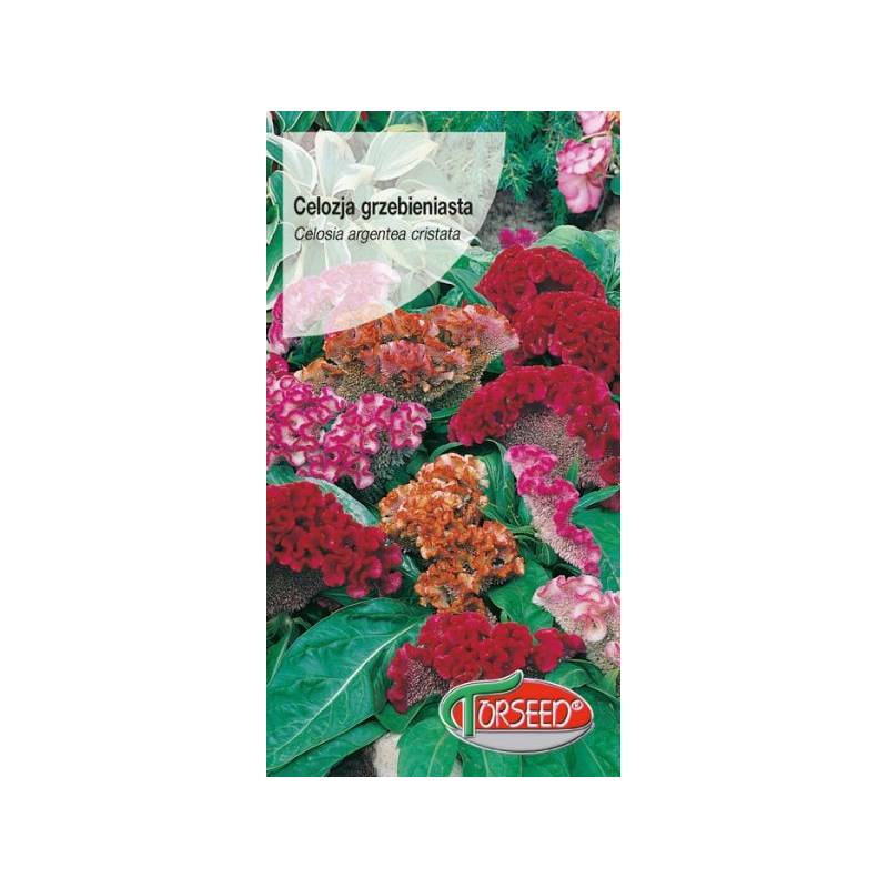 Torseed 0,5g Celozja grzebieniasta mieszanka kolorów nasiona kwiatów