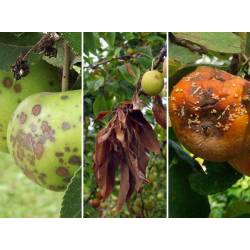 Twój Ogród 100g Miedzian 50 WP Środek grzybobójczy jabłonie grusze ekologiczny