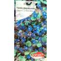 Torseed 0,5g Facelia dzwonkowata niebieska miododajna nasiona kwiatów