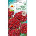 Toraf 1g Goździk brodaty Scarlet Beauty Nasiona kwiatów Wieloletni Czerwony Pachnące kwiaty