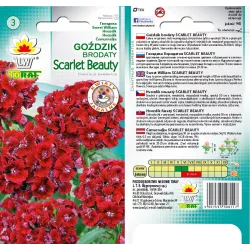 Toraf 1g Goździk brodaty Scarlet Beauty Nasiona kwiatów Wieloletni Czerwony Pachnące kwiaty
