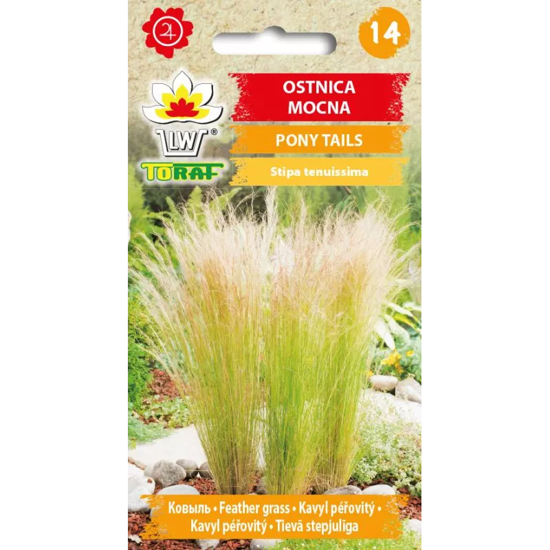 Toraf 0,1g Ostnica mocna Pony Tail Nasiona Trawa ozdobna Wieloletnia Rabaty bylinowe