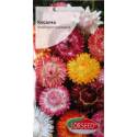 Torseed 2g Kocanka mieszanka kolorów nasiona kwiatów na suche bukiety