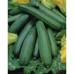 PNOS 3g Cukinia Astra Polka Zielona Wczesna Nasiona warzyw Plenna Smaczna Delikatna