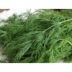 PNOS 100g Koper Ambrozja Nasiona warzyw Odmiana średnio późna Mrożenie