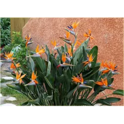 Toraf 5szt Strelicja Królewska Nasiona kwiatów przypominających ptaki roślina egzotyczna