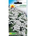 Toraf 0,3g Ubiorek wiecznie zielony Biały Nasiona kwiatów Bylina kobiercowa Skalniaki Rabaty