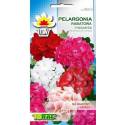 Toraf 25szt. Pelargonia Rabatowa Mix Nasiona kwiatów Mieszanka kolorów roślina balkonowa rabatowa jednoroczna