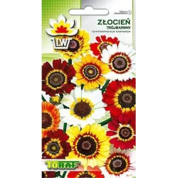 Toraf 0,4g Złocień Trójbarwny Nasiona kwiatów jednorocznych Rabatki kwiatowe Bukiety Kwiat cięty