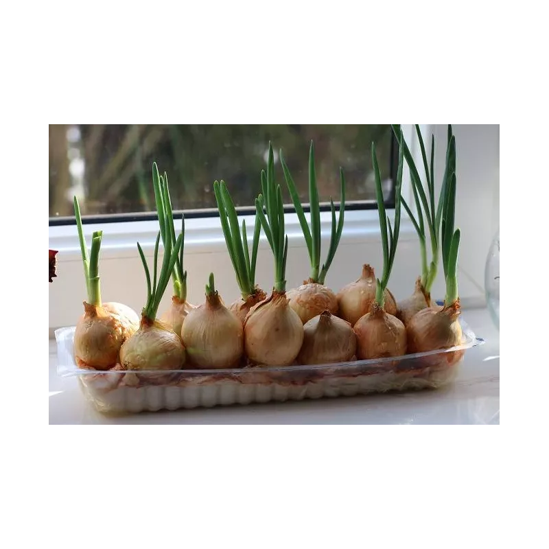 Cebula Szczypiorówka 1kg Na szczypiorek Szczypior