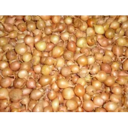 Cebula Szczypiorówka 1kg Na szczypiorek Szczypior