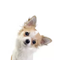 Dr Lucy 250ml Szampon dla psów szorstkowłosych nr. 2 Przeciw wypadaniu Nowofunland Pudel