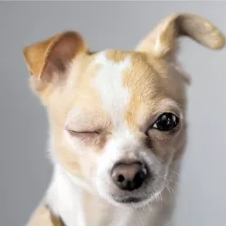 Dr Lucy 250ml Spray ułatwiający rozczesywanie sierści psa nr. 6 Nawilża Odżywia Kołtuny