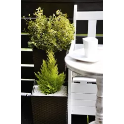 LAMELA Doniczka Juka Rattan Mokka 25x25 + Wkład Balkon Lobelia