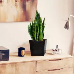 LAMELA Doniczka Juka Połysk Czarny 19x19 + Wkład Donica Salon