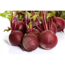 Biopon 15g Burak Ćwikłowy do zimowego przechowywania Nasiona warzyw Plenny Czerwona Kula 2