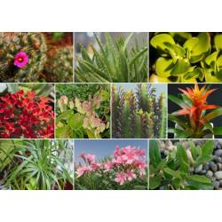 Ziemovit 0,5l Nawóz do wszystkich roślin Organiczno-mineralny Płynny Kwitnące Zielone Kaktusy