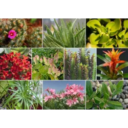 Ziemovit 1l Nawóz Wszystkie rośliny Organiczno-mineralny Płyn Zielone Kwitnące